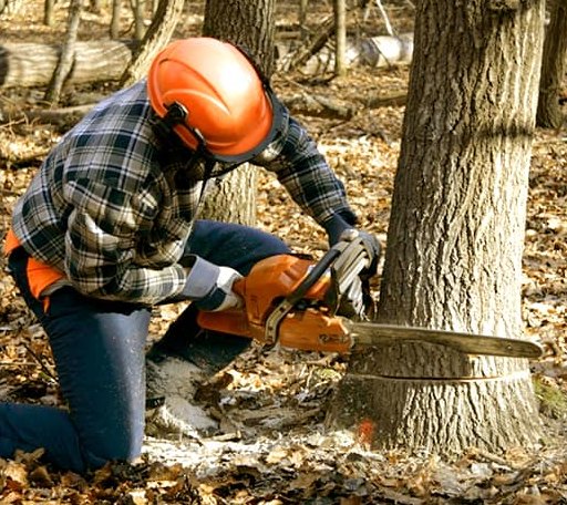 Tree Removal in Moravian Falls, NC